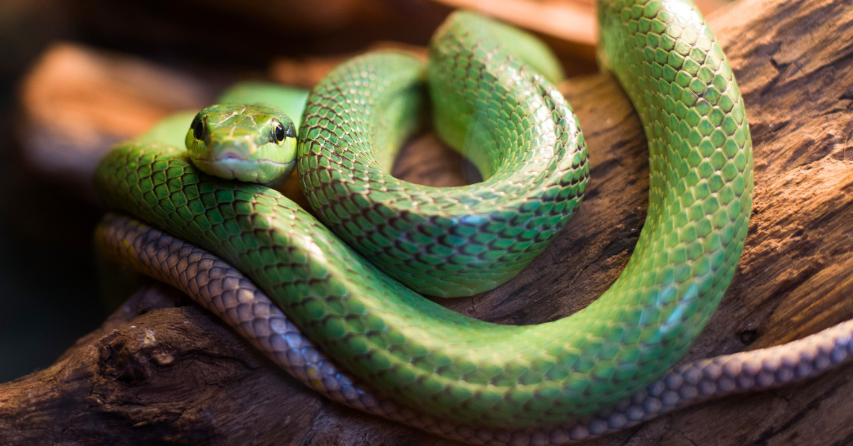 Unlock Intuition, Renewal, and Inner Peace in 2025 with the Year of the